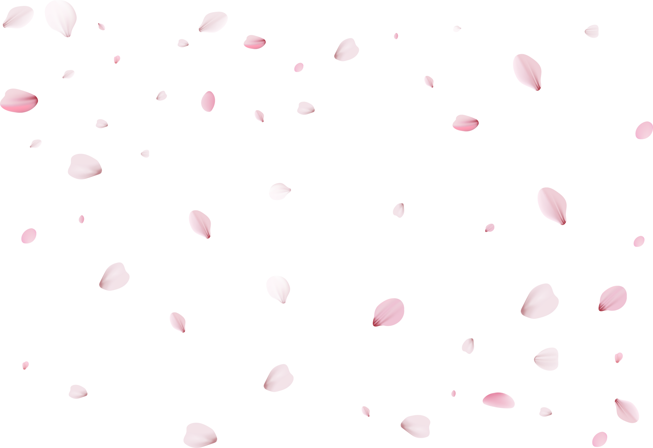 Sakura petals